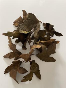Hand made Unique Leaves Big Herbst